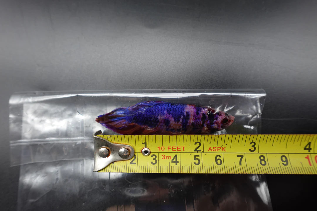 Rare Giant Multicolors Betta Fish (Male)