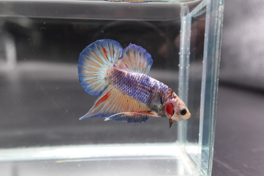Competition grade - Classic PK Betta Fish (MALE)