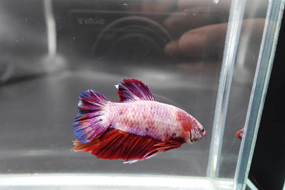 Rare Giant Multicolors Betta Fish (Male)