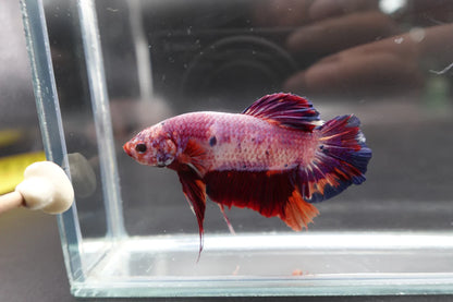 Rare Giant Multicolors Betta Fish (Male)