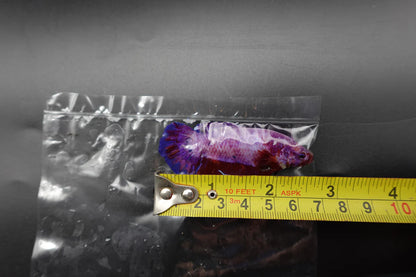 Rare Giant Multicolors Betta Fish (Male)