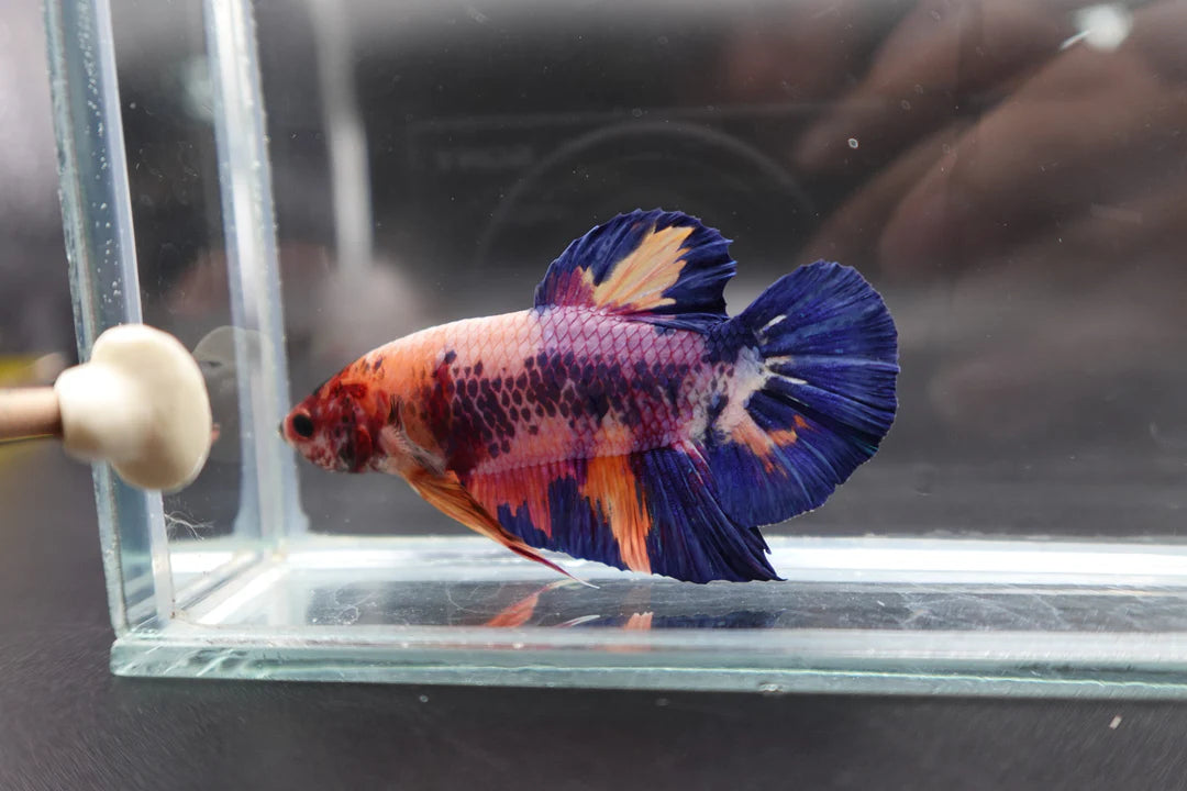 Rare Giant Multicolors Betta Fish (Male)