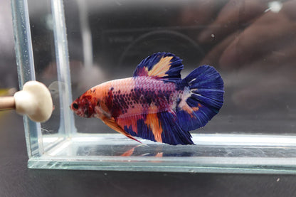 Rare Giant Multicolors Betta Fish (Male)