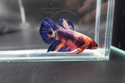 Rare Giant Multicolors Betta Fish (Male)