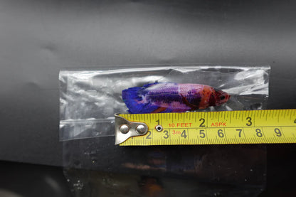 Rare Giant Multicolors Betta Fish (Male)