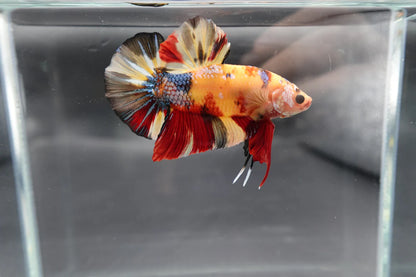Rare Giant Multicolors Betta Fish (Male)