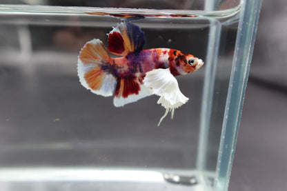 Competition grade - Dumbo Multicolors Betta Fish (MALE)