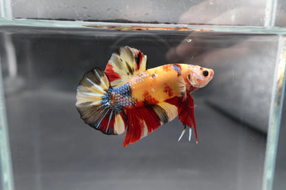 Rare Giant Multicolors Betta Fish (Male)