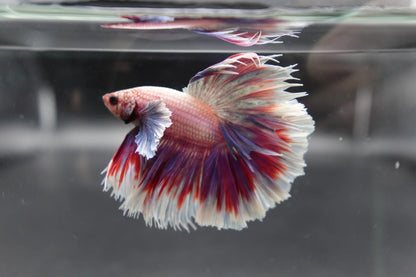 Competition Halfmoon Lollipop Betta Fish (MALE)