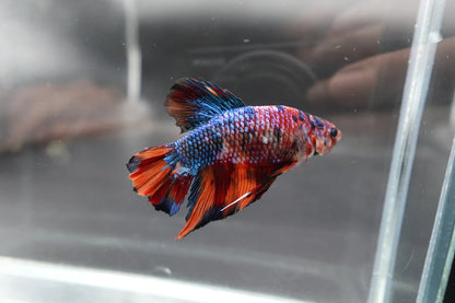 Rare Giant Multicolors Betta Fish (Male)