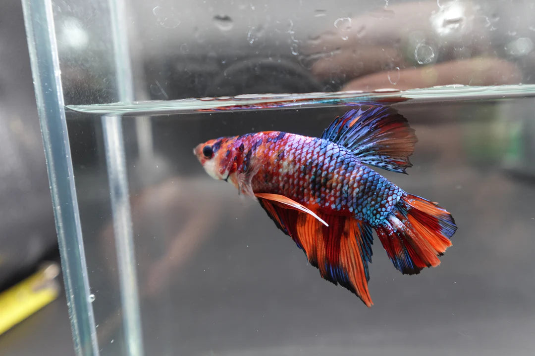 Rare Giant Multicolors Betta Fish (Male)
