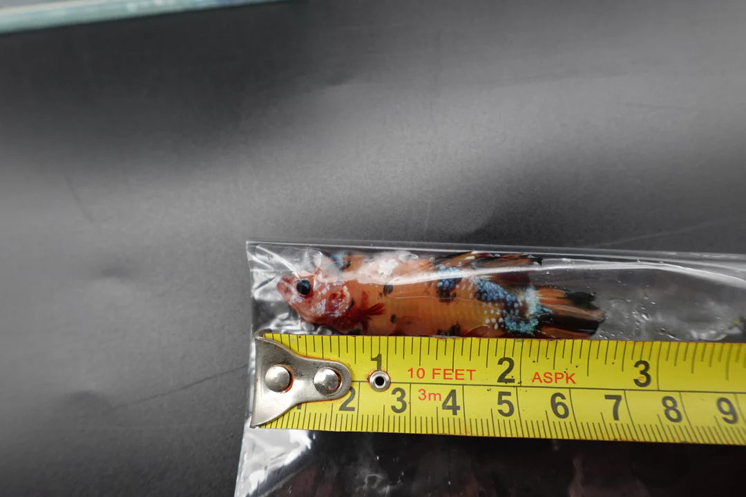 Rare Giant Multicolors Betta Fish (Male)