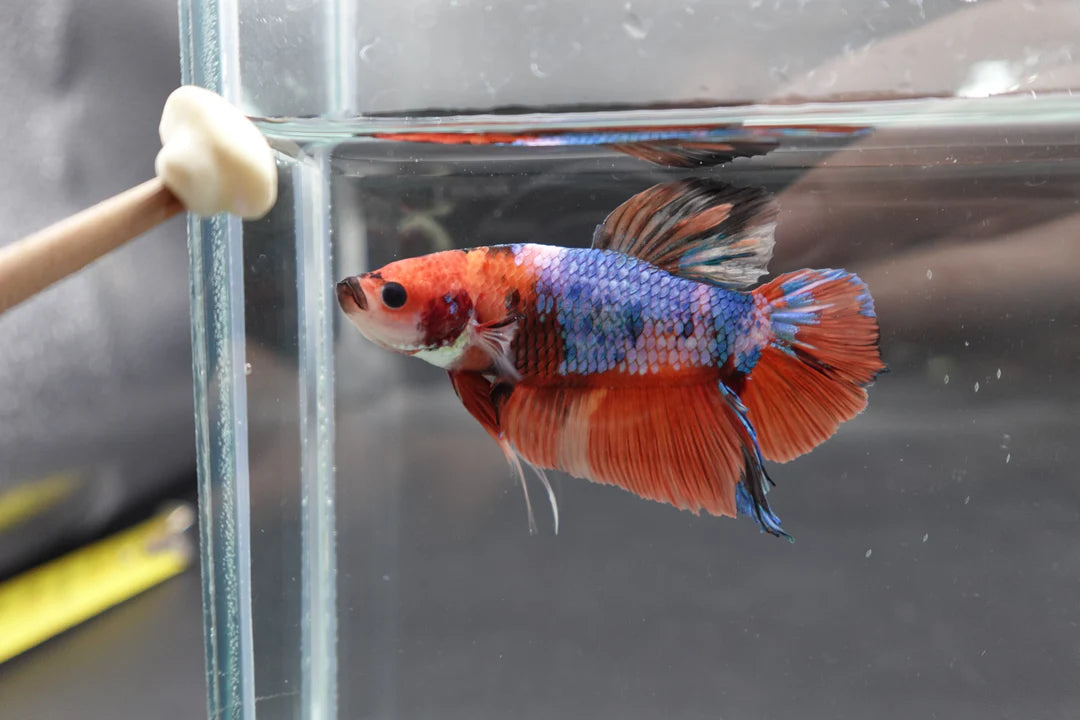 Rare Giant Multicolors Betta Fish (Male)