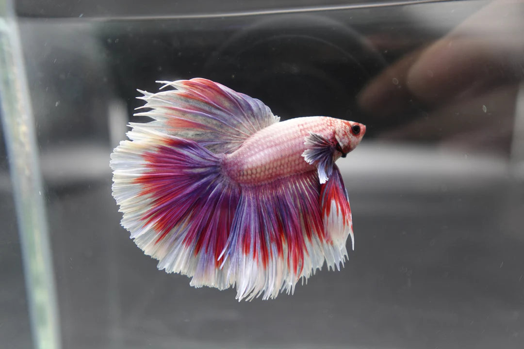 Competition Halfmoon Lollipop Betta Fish (MALE)