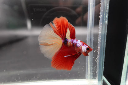 Competition Halfmoon Nemo Betta Fish (MALE)