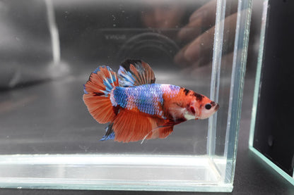 Rare Giant Multicolors Betta Fish (Male)