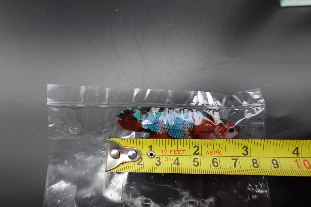 Rare Giant Multicolors Betta Fish (Male)