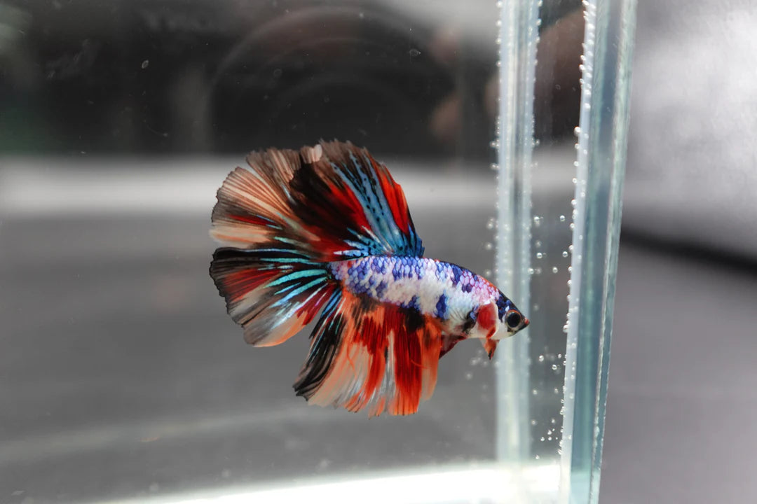 Competition Halfmoon Multicolors Betta Fish (MALE)