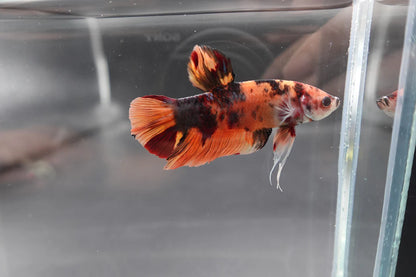 Rare Giant Multicolors Betta Fish (Male)