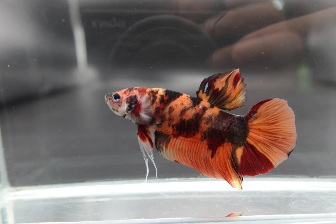 Rare Giant Multicolors Betta Fish (Male)