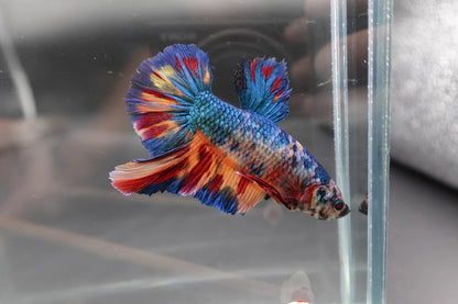 Rare Giant Multicolors Betta Fish (Male)