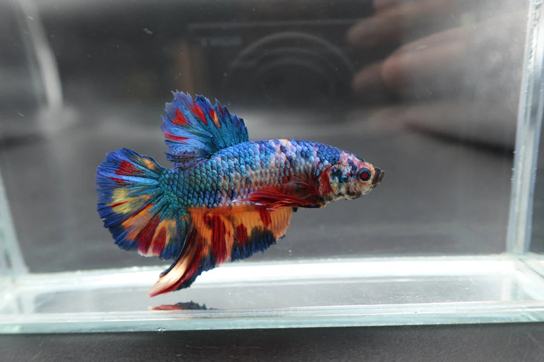 Rare Giant Multicolors Betta Fish (Male)