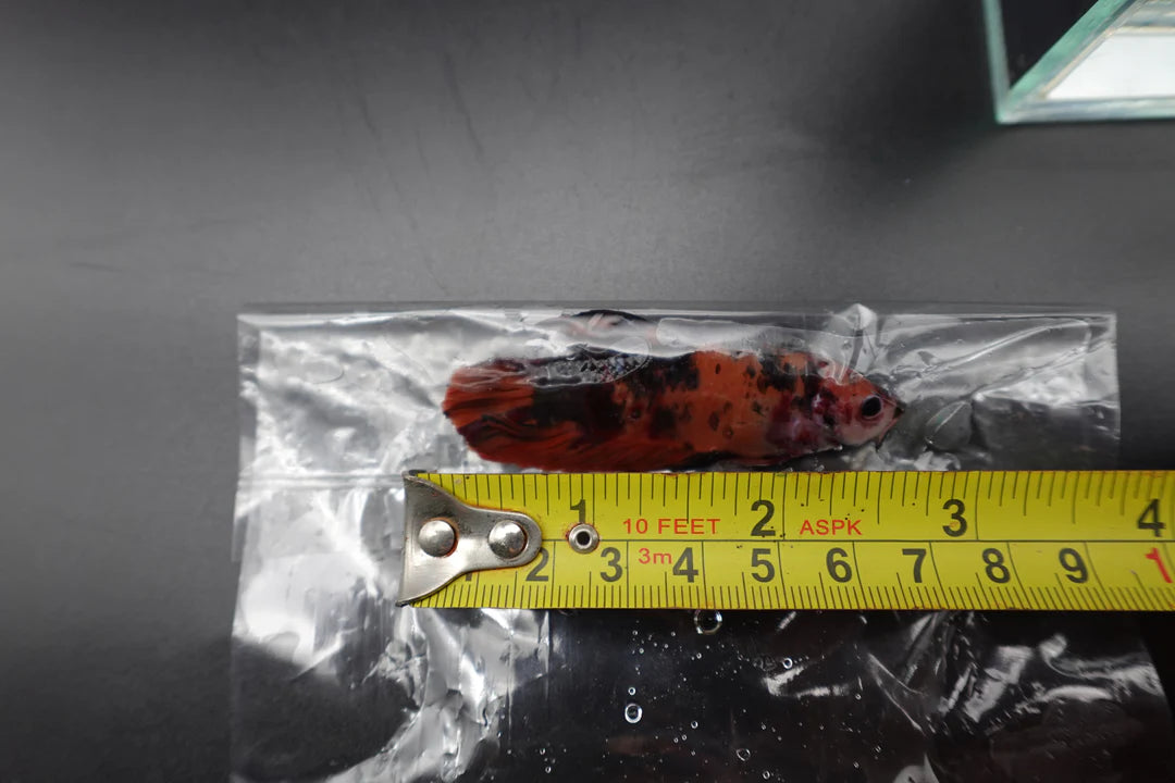Rare Giant Multicolors Betta Fish (Male)