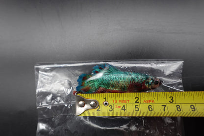 Rare Giant Multicolors Betta Fish (Male)