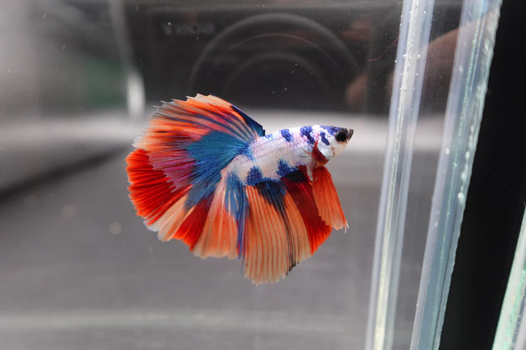 Competition Halfmoon Multicolors Betta Fish (MALE)
