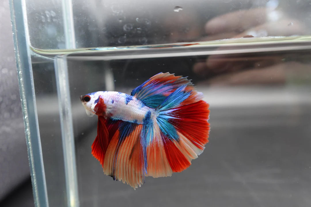 Competition Halfmoon Multicolors Betta Fish (MALE)