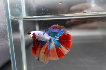 Competition Halfmoon Multicolors Betta Fish (MALE)