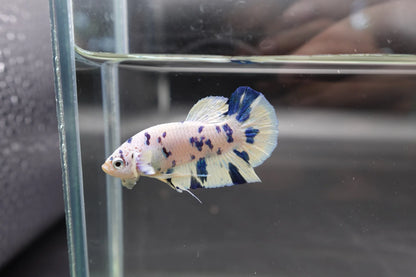 Competition grade - Blue Marble Betta Fish (MALE)