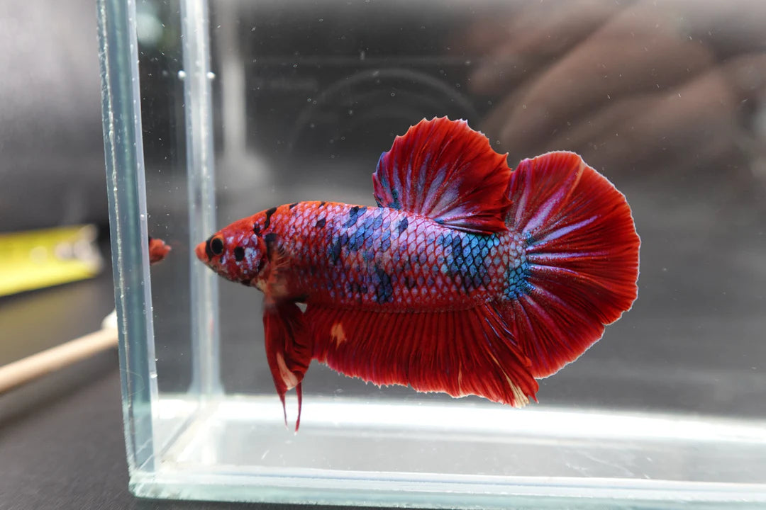 Rare Giant Multicolors Betta Fish (Male)