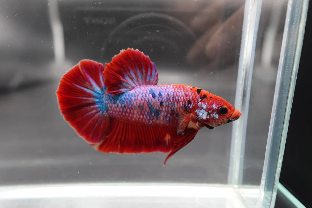 Rare Giant Multicolors Betta Fish (Male)