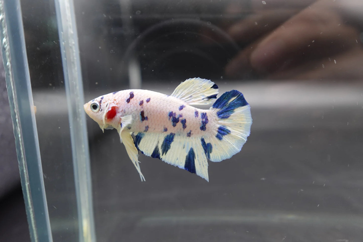 Competition grade - Blue Marble Betta Fish (MALE)
