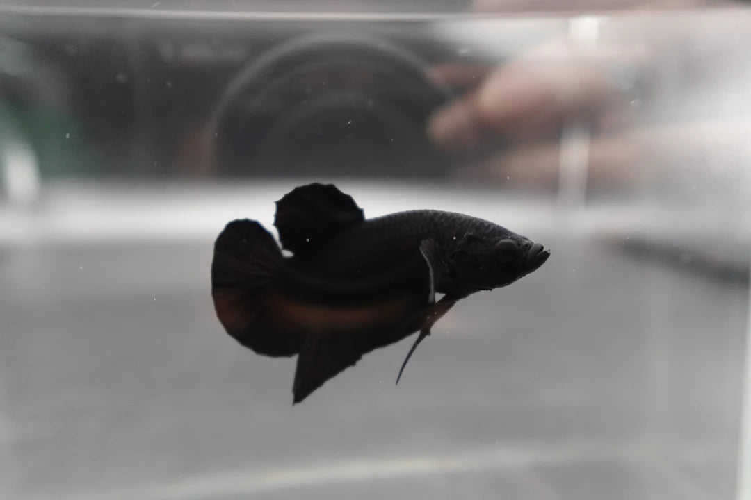 Competition grade - Super Black HMPK Betta Fish (MALE)