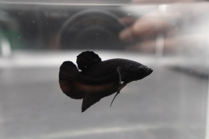 Competition grade - Super Black HMPK Betta Fish (MALE)