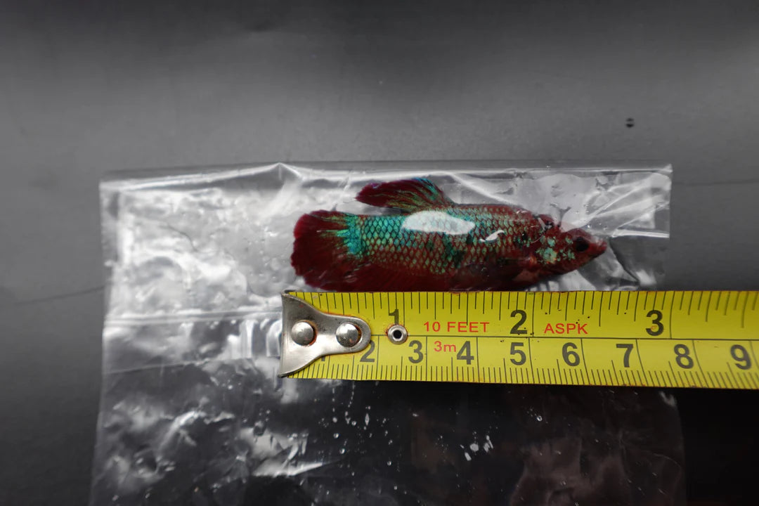 Rare Giant Multicolors Betta Fish (Male)