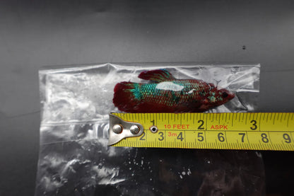 Rare Giant Multicolors Betta Fish (Male)