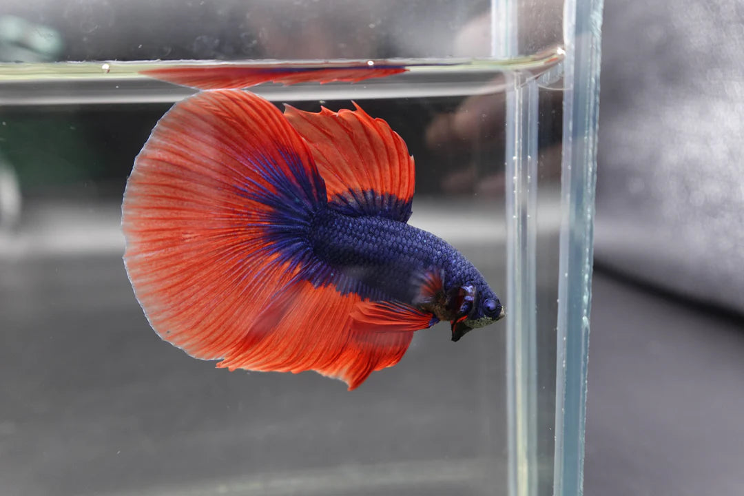 Competition Halfmoon Super Blue Orange Fin Betta Fish (MALE)
