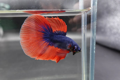 Competition Halfmoon Super Blue Orange Fin Betta Fish (MALE)