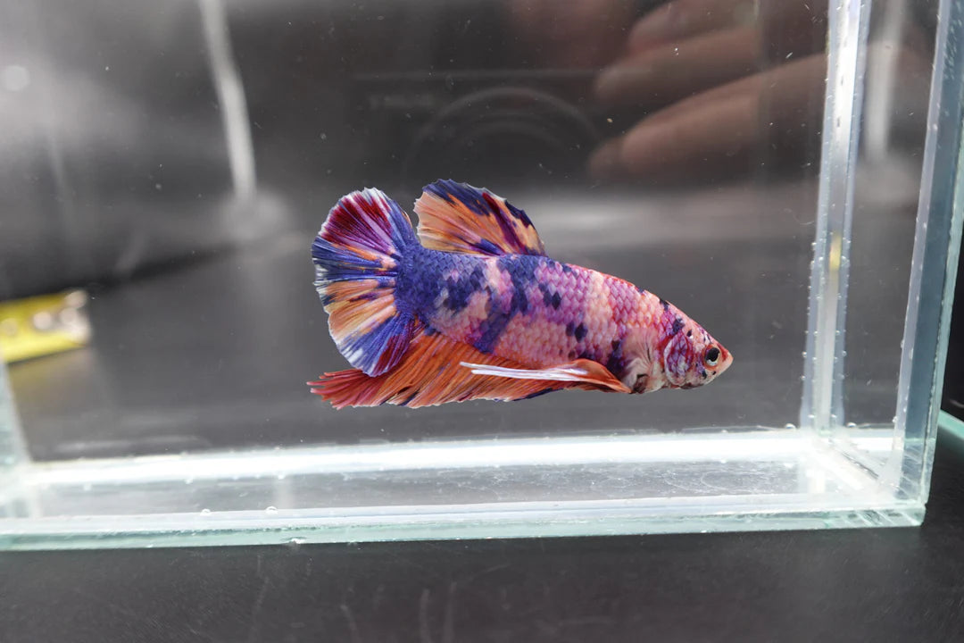 Rare Giant Multicolors Betta Fish (Male)