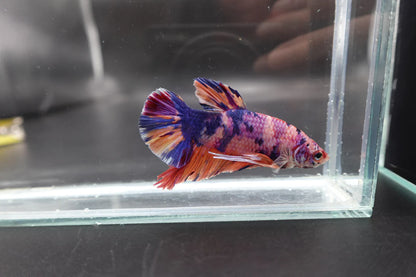 Rare Giant Multicolors Betta Fish (Male)
