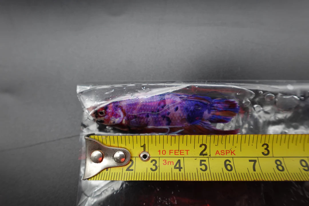 Rare Giant Multicolors Betta Fish (Male)