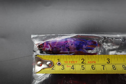 Rare Giant Multicolors Betta Fish (Male)