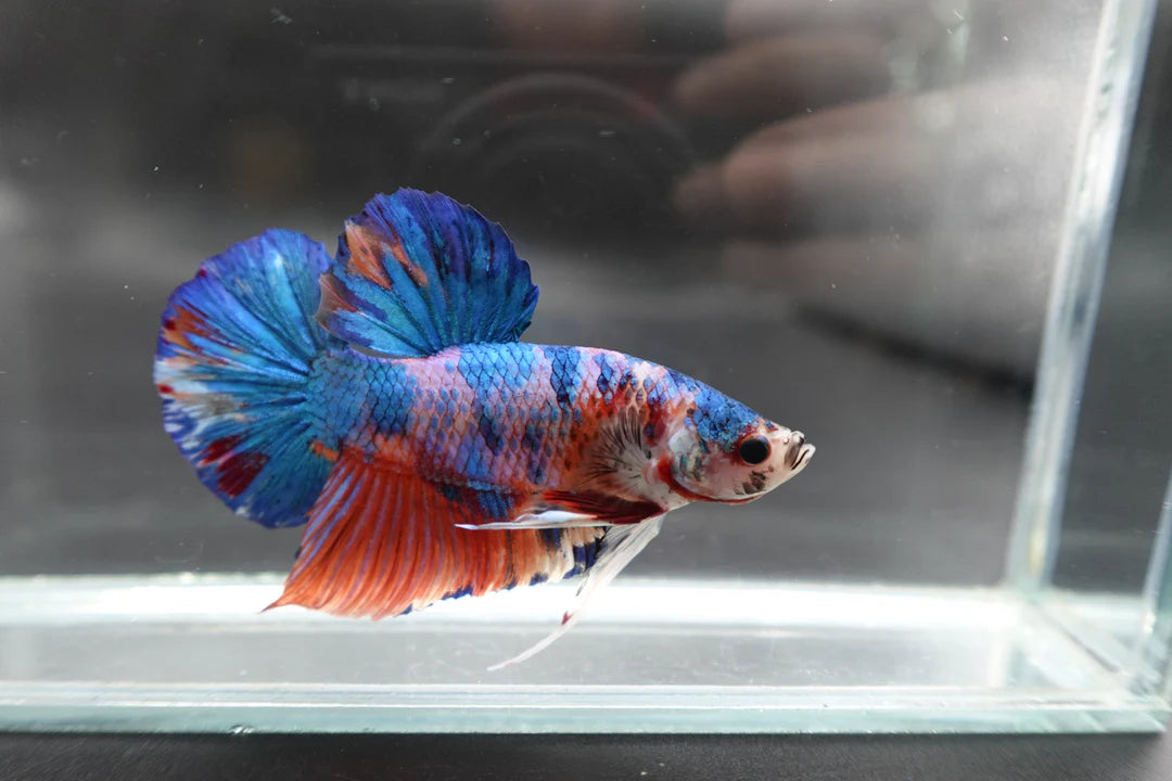Rare Giant Multicolors Betta Fish (Male)
