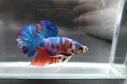 Rare Giant Multicolors Betta Fish (Male)