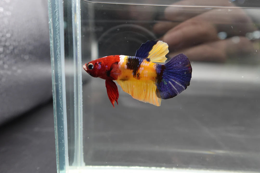 Competition grade - Multicolor Betta Fish (MALE)