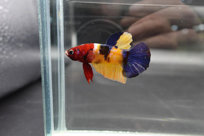 Competition grade - Multicolor Betta Fish (MALE)