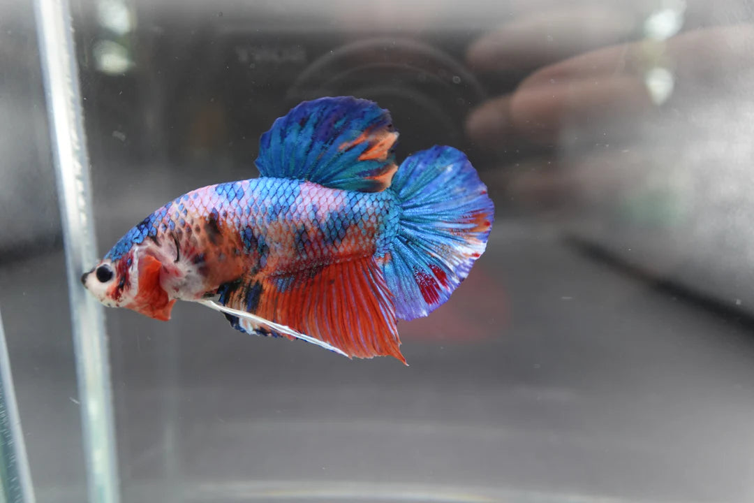 Rare Giant Multicolors Betta Fish (Male)